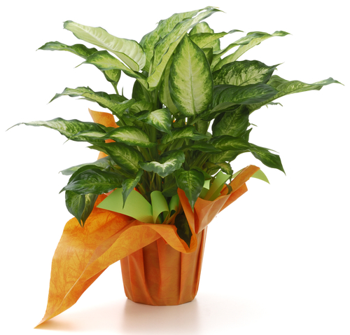 diffenbachia green plant