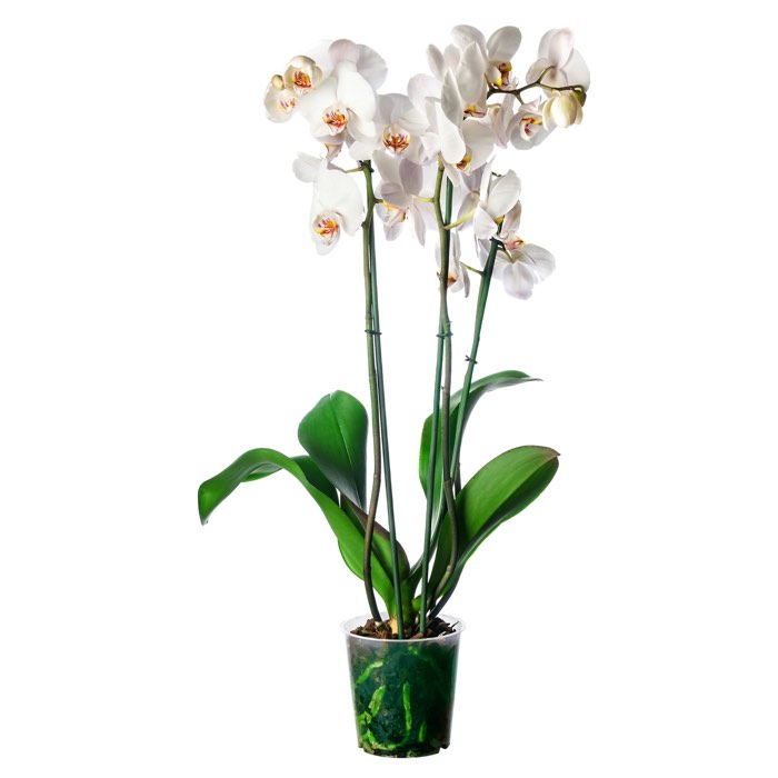 white orchid phalaenopsis